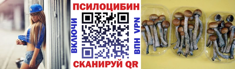 закладки  Гусев  Псилоцибиновые грибы прущие грибы 
