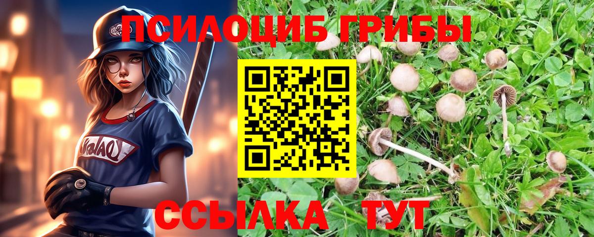 Псилоцибиновые грибы прущие грибы  где продают наркотики  Галлюциногенные грибы Psilocybe  Гусев 